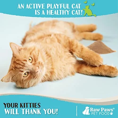 Raw Paws Silvervine Powder 75g (2.6 oz) | Potent Catnip Alternative for Indoor Cats thumbnail 5