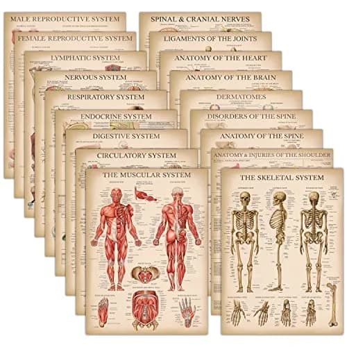 Palace Learning Vintage Anatomy Posters 18" x 24" (45.7 cm x 61 cm) | Laminated Set of 18 Educational Charts thumbnail 1