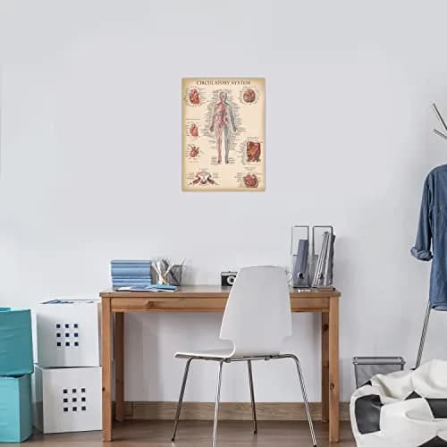 Palace Learning Vintage Anatomy Posters 18" x 24" (45.7 cm x 61 cm) | Laminated Set of 18 Educational Charts thumbnail 5