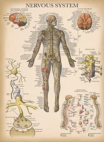 Palace Learning Vintage Anatomy Posters 18" x 24" (45.7 cm x 61 cm) | Laminated Set of 18 Educational Charts thumbnail 6