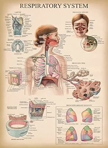 Palace Learning Vintage Anatomy Posters 18" x 24" (45.7 cm x 61 cm) | Laminated Set of 18 Educational Charts thumbnail 7