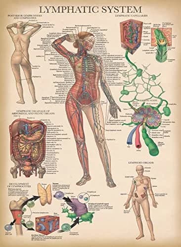 Palace Learning Vintage Anatomy Posters 18" x 24" (45.7 cm x 61 cm) | Laminated Set of 18 Educational Charts thumbnail 8