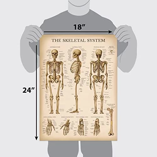 Palace Learning Vintage Anatomy Posters 18" x 24" (45.7 cm x 61 cm) | Laminated Set of 18 Educational Charts thumbnail 2