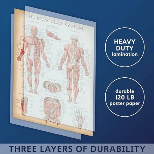 Palace Learning Vintage Anatomy Posters 18" x 24" (45.7 cm x 61 cm) | Laminated Set of 18 Educational Charts thumbnail 3
