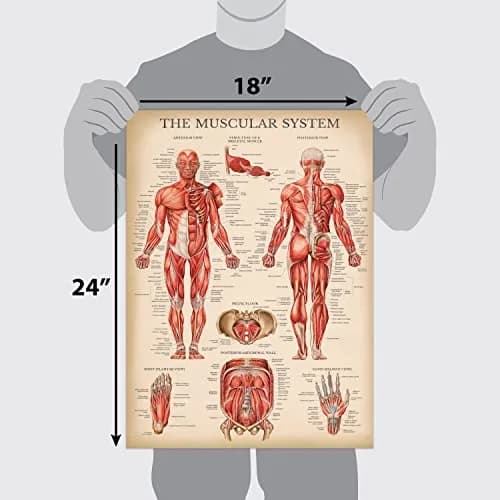 Palace Learning 3 Pack - Vintage Anatomy Posters | Muscular, Skeleton & Nervous System Charts - Laminated 45.72cm x 60.96cm thumbnail 2