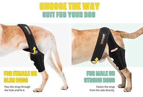 Lyderpet Dog ACL Brace for Rear Leg XL | Supports Cruciate Ligament Injuries & Post-Surgery Recovery thumbnail 5