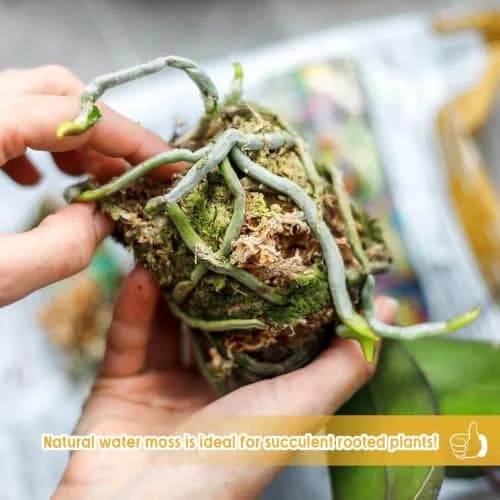 Legigo Natural Sphagnum Moss for Plants — 60 QT (1.49 kg) | Premium Long Fibers for Orchids, Succulents, Carnivorous Plants thumbnail 6