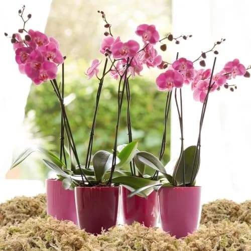 Legigo Natural Sphagnum Moss for Plants — 60 QT (1.49 kg) | Premium Long Fibers for Orchids, Succulents, Carnivorous Plants thumbnail 7