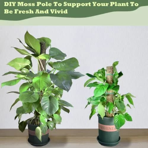 chicarry DIY Moss Pole Kit for Climbing Plants, 26.3ft (7.99m) Steel Wire Mesh with Plier & Zip Ties thumbnail 7