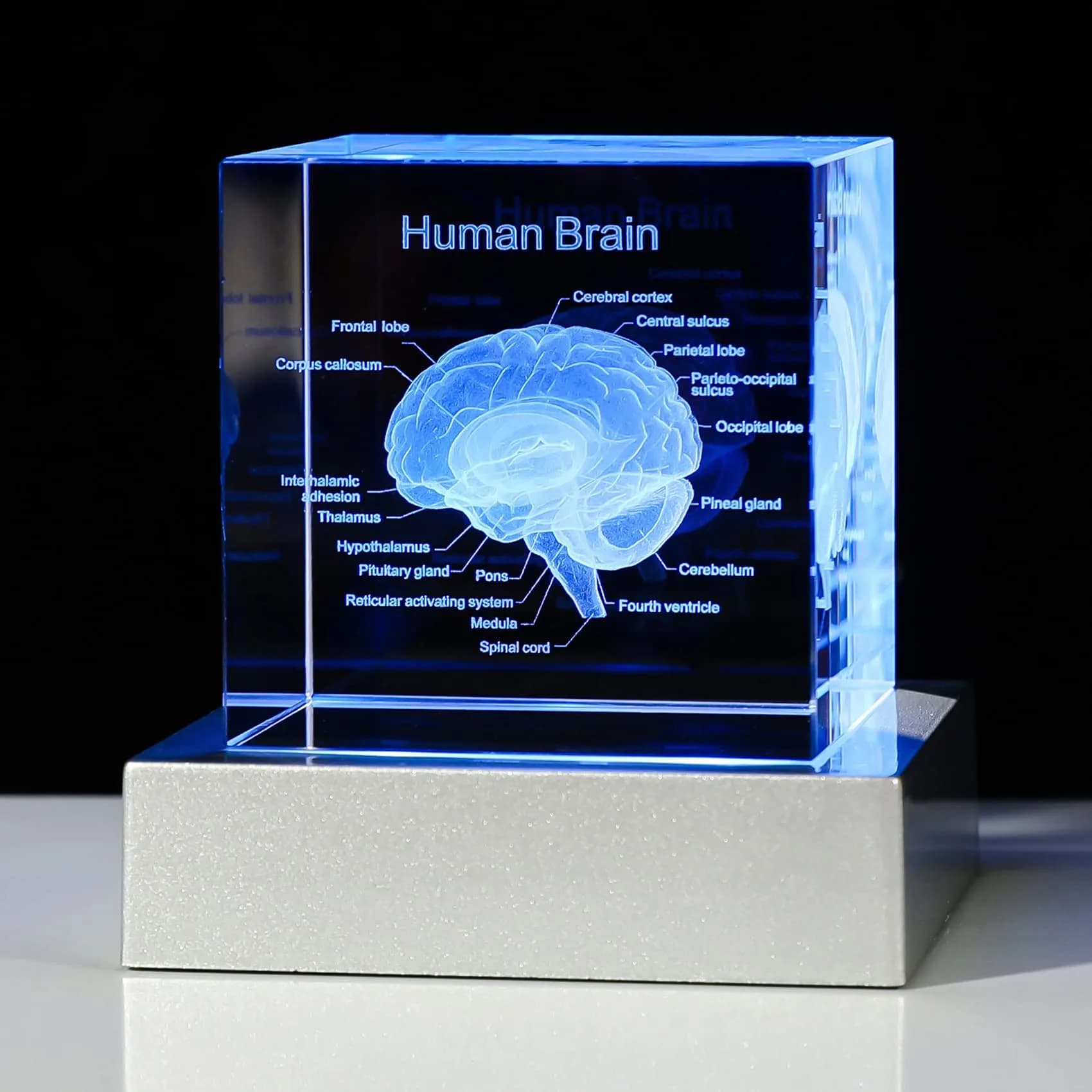 Movdyka 3D Human Brain Anatomy Model Crystal Figurine with LED Base | 80mm (3.15in.) - main product image