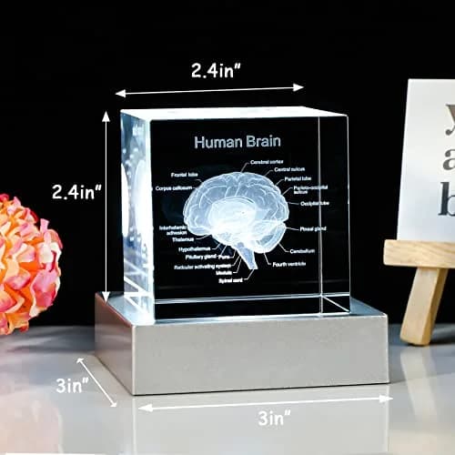 Movdyka 3D Human Brain Anatomy Model Crystal Figurine with LED Base | 80mm (3.15in.) thumbnail 3
