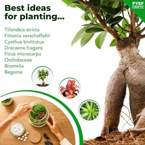 PYEF CRAFTS DIY Terrarium Kit with Succulents & Indoor Plants Supplies | 1.9L (64 fl oz) thumbnail 6