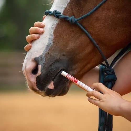 Jeffers Ivermectin Dewormer for Horses 3 Pack | Apple Flavored Broad Spectrum Paste thumbnail 7