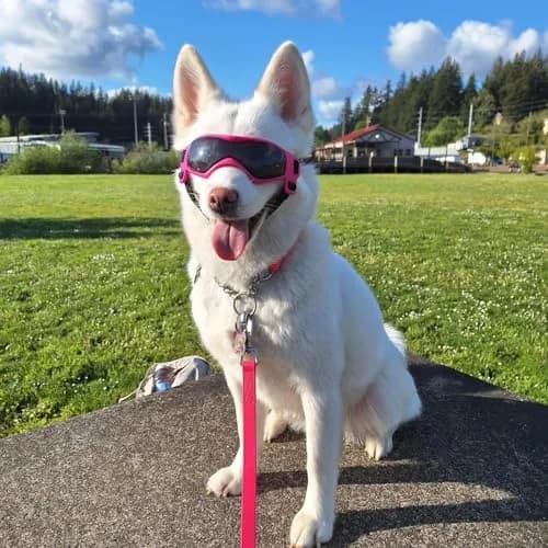 PETLESO Pink Dog Goggles for Medium Breeds | UV Protection, Windproof, Anti-Fog thumbnail 8