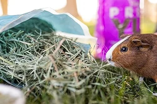 PremiYum Small Animal Alfalfa Hay 12 lb | Natural Fiber & Dental Support thumbnail 9