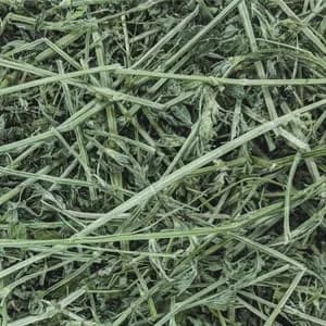 PremiYum Small Animal Alfalfa Hay 12 lb | Natural Fiber & Dental Support thumbnail 3