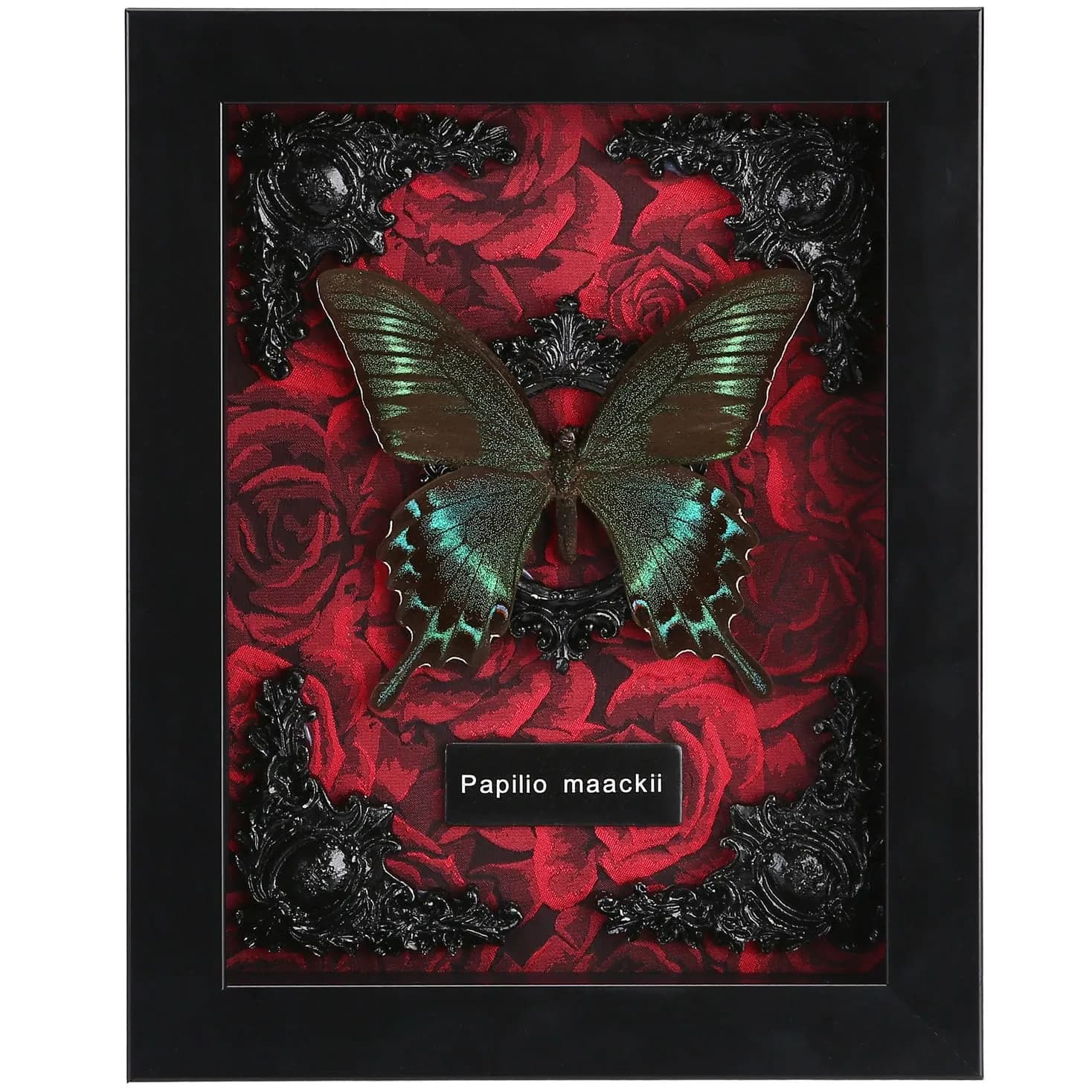 WTUAWB Real Butterfly Framed Butterfly Taxidermy 8.85x6.89x1.18 | Gothic Home Decor - main product image