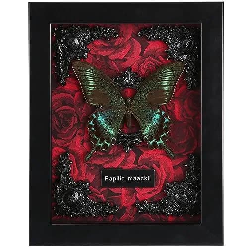 WTUAWB Real Butterfly Framed Butterfly Taxidermy 8.85x6.89x1.18 | Gothic Home Decor thumbnail 1