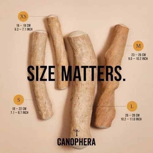 Canophera Dog CHEW Stick Made of Coffee Tree Wood 2 Pack | Natural Stress & Dental Support thumbnail 5