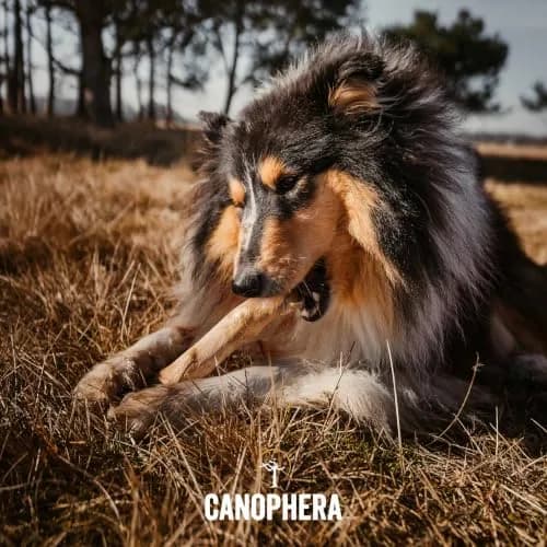 Canophera Dog CHEW Stick Made of Coffee Tree Wood 2 Pack | Natural Stress & Dental Support thumbnail 2