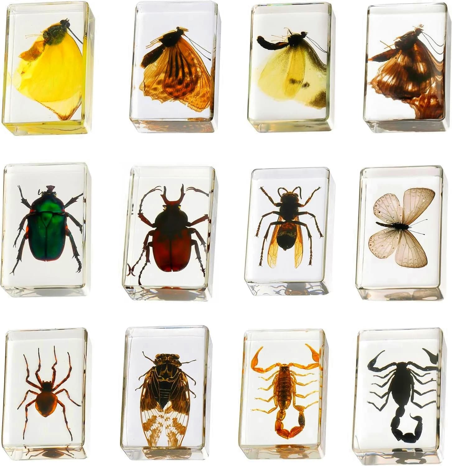 Pokiphip 12 Pcs Insect in Resin Collection | Educational Bug Specimen Set for Kids & Classroom (110c) - main product image