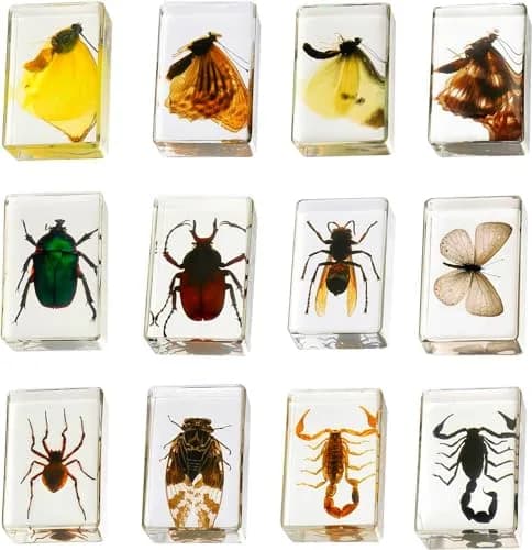 Pokiphip 12 Pcs Insect in Resin Collection | Educational Bug Specimen Set for Kids & Classroom (110c) thumbnail 1