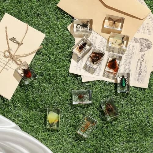 Pokiphip 12 Pcs Insect in Resin Collection | Educational Bug Specimen Set for Kids & Classroom (110c) thumbnail 5