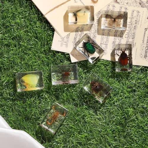 Pokiphip 12 Pcs Insect in Resin Collection | Educational Bug Specimen Set for Kids & Classroom (110c) thumbnail 8