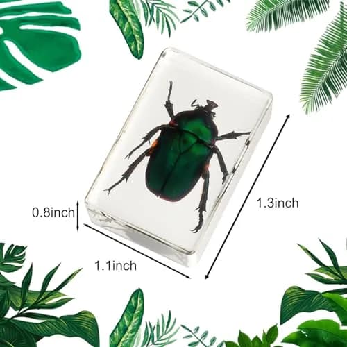 Pokiphip 12 Pcs Insect in Resin Collection | Educational Bug Specimen Set for Kids & Classroom (110c) thumbnail 2