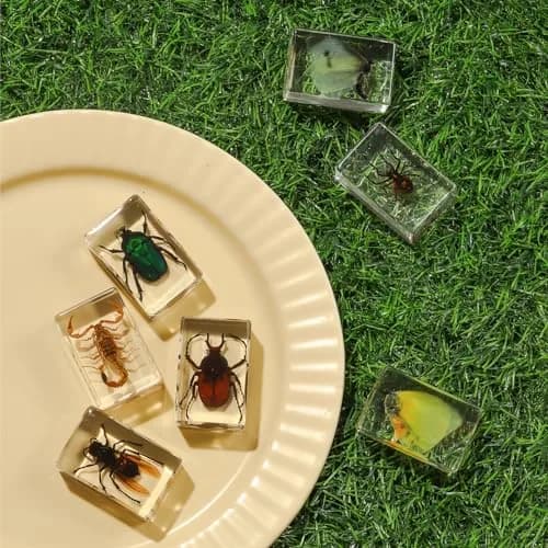 Pokiphip 12 Pcs Insect in Resin Collection | Educational Bug Specimen Set for Kids & Classroom (110c) thumbnail 3