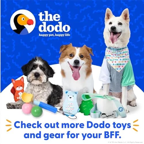 The Dodo All Nylon Yellow Collar and Leash - Medium | Waterproof & Matching Set for Dogs thumbnail 7