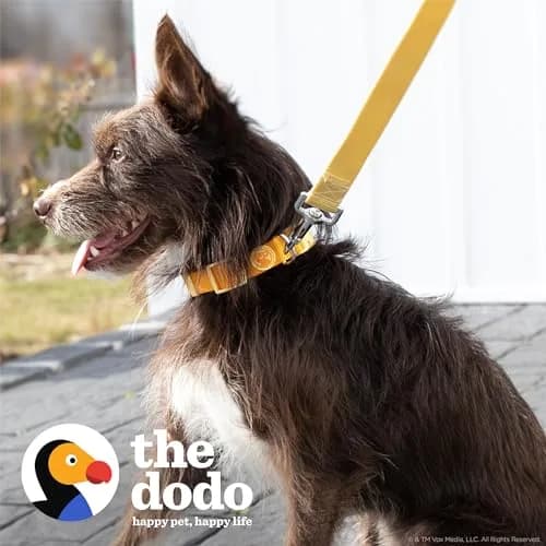 The Dodo All Nylon Yellow Collar and Leash Set - Large | Waterproof & Matching for Beach & Lake thumbnail 2