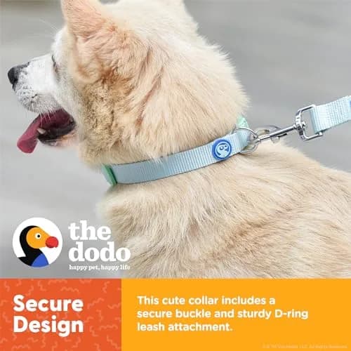 The Dodo All Nylon Blue and Green Collar and Leash Set - Small; Matching Waterproof Dog Accessories thumbnail 4