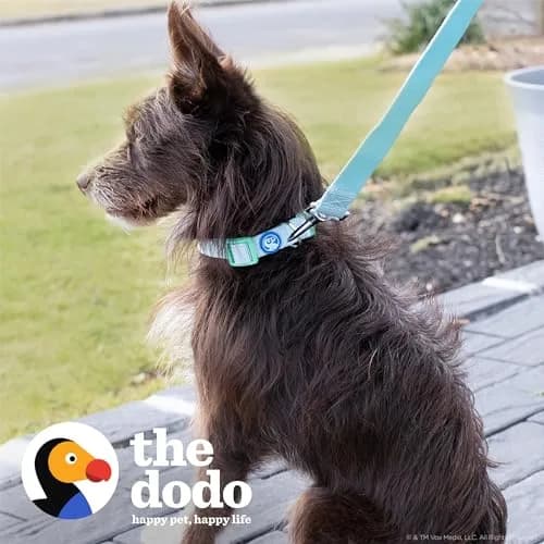 The Dodo All Nylon Blue and Green Collar and Leash Set - Small; Matching Waterproof Dog Accessories thumbnail 2