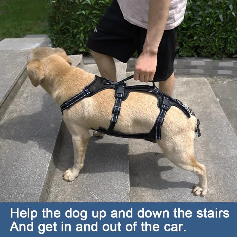 Coodeo Dog Lift Harness XL Black | Professional Support for Old, Disabled, Injured Dogs thumbnail 3