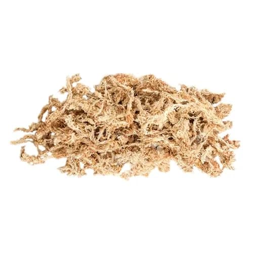 SuperMoss Sphagnum Moss for Orchids & Carnivorous Plants, 113g (4 Ounce) Natural White | Superior Water Retention thumbnail 6