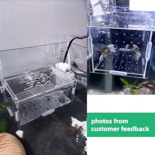 JOBEDE Acrylic Fish breeding Box 6*4*4 inch | Fish Isolation Breeder Aquarium Tank thumbnail 4
