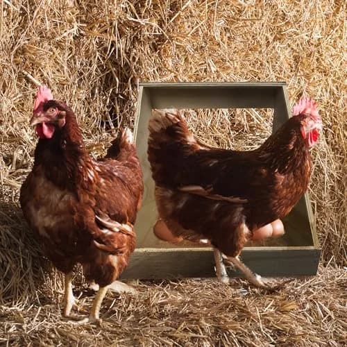 Farm Innovators Single Compartment Handcrafted Wood Chicken Nesting Box | Secure Egg-Laying Sanctuary thumbnail 4