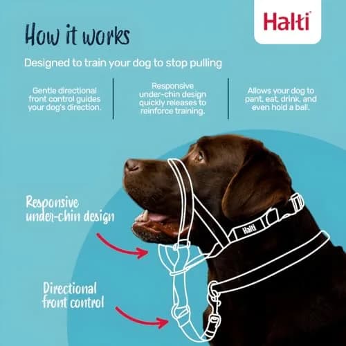 Halti Headcollar Size 2 Forest Green | Gentle Dog Training Collar for Medium Dogs, Stops Pulling thumbnail 2