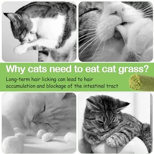 HavenJanny Cat Grass Teething Stick with Chicken 50g (1.76 oz) | Hairball Control & Dental Health thumbnail 3