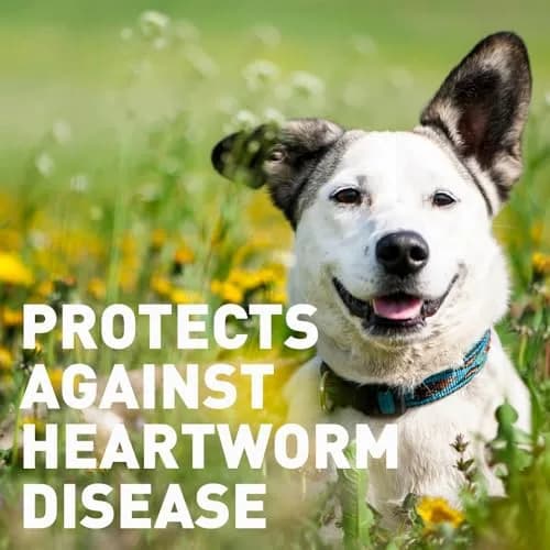 Interceptor for Dogs and Cats 11-25 lbs | Heartworm & Worms Prevention (enables pet health in India) thumbnail 9