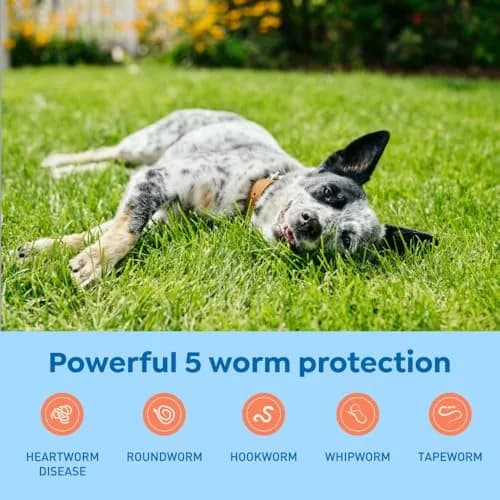 Interceptor Plus Monthly Tablets for Dogs 25.1-50 lbs | Heartworm & Worms Protection thumbnail 3
