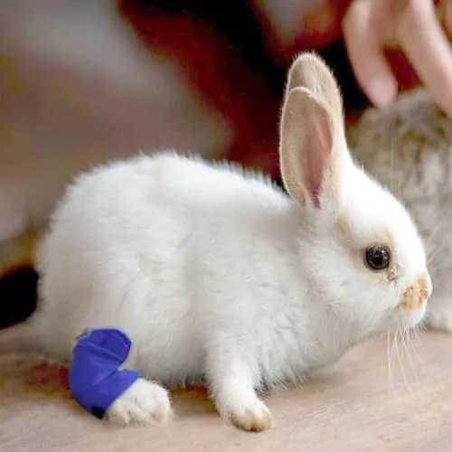 vomvomp Water Resistant Rabbit Hock Socks for Sore Hocks & Wound Relief | Waterproof, Extra Small thumbnail 5
