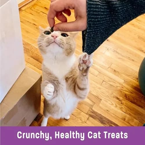 Wellness Kittles Natural Grain Free Cat Treats Salmon & Cranberries 12 oz (342 g) | Crunchy Dental Cat Treats thumbnail 5