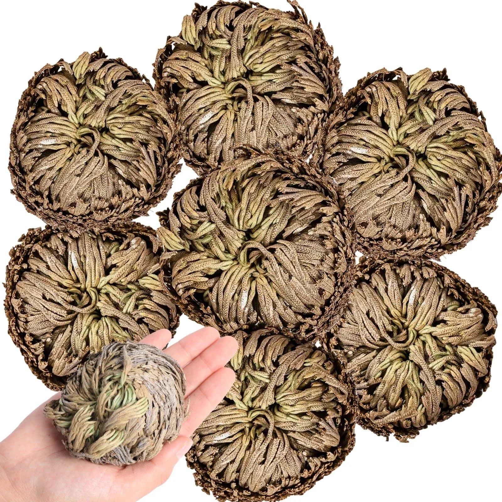 EquSym 7 Pack Rose of Jericho Dried Plants 2.5-3.5in | Natural Resurrection Plant for Spiritual Purification & Home Decor - main product image