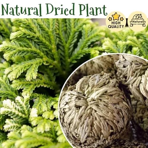 EquSym 7 Pack Rose of Jericho Dried Plants 2.5-3.5in | Natural Resurrection Plant for Spiritual Purification & Home Decor thumbnail 6
