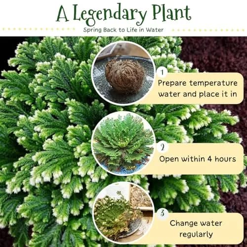 EquSym 7 Pack Rose of Jericho Dried Plants 2.5-3.5in | Natural Resurrection Plant for Spiritual Purification & Home Decor thumbnail 2