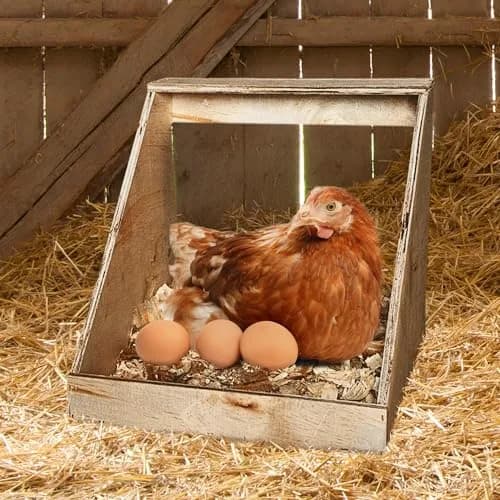 Farm Innovators Handcrafted Wood Chicken Nesting Box 2-Pack | Secure & Fully Assembled thumbnail 5