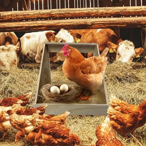 Farm Innovators Handcrafted Wood Chicken Nesting Box 2-Pack | Secure & Fully Assembled thumbnail 6
