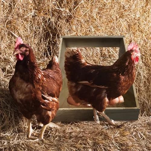 Farm Innovators Handcrafted Wood Chicken Nesting Box 2-Pack | Secure & Fully Assembled thumbnail 7